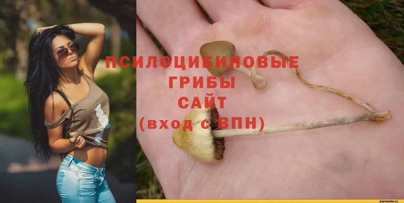 Псилоцибиновые грибы Magic Shrooms  сколько стоит  Алзамай 